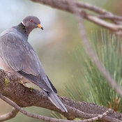 Band-tailed Pigeon